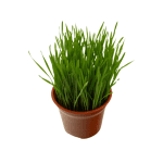 Pasto de trigo para mascotas.